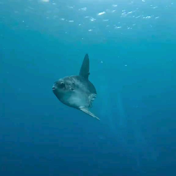 Post by scuba_diving_iglover