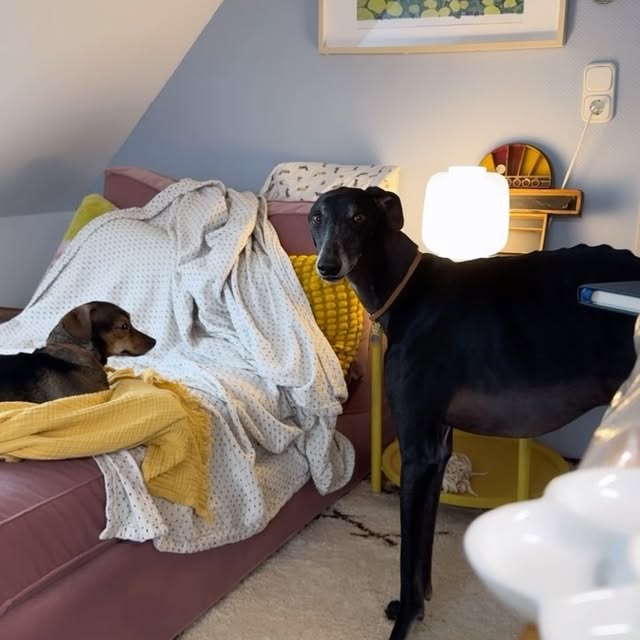 Post by devonholzwarth