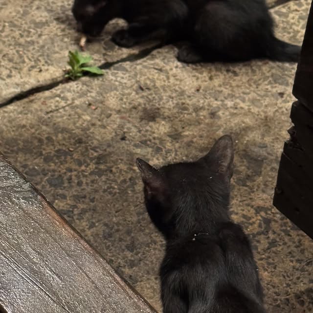 Post by rescatecanalero