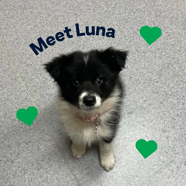 Post by greencrossvets