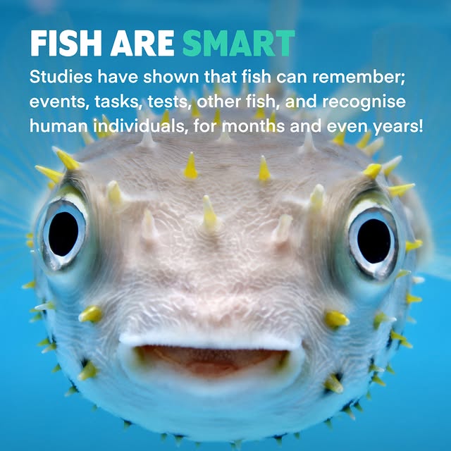 Post by weareveganuary