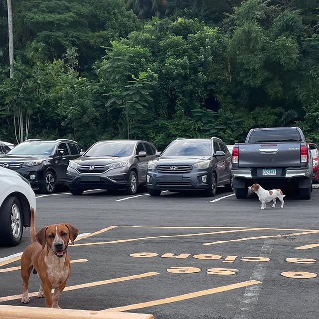 Post by rescatecanalero