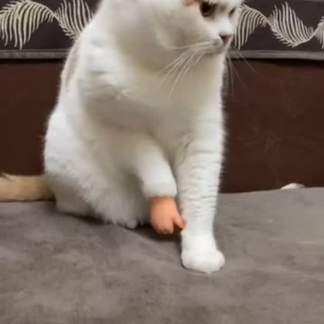 Post by dailycats.co