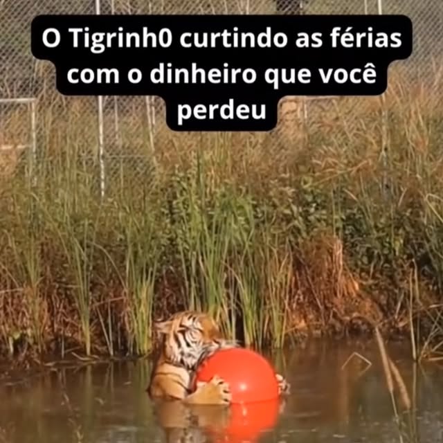 Post by plataformas_com_bonuss777