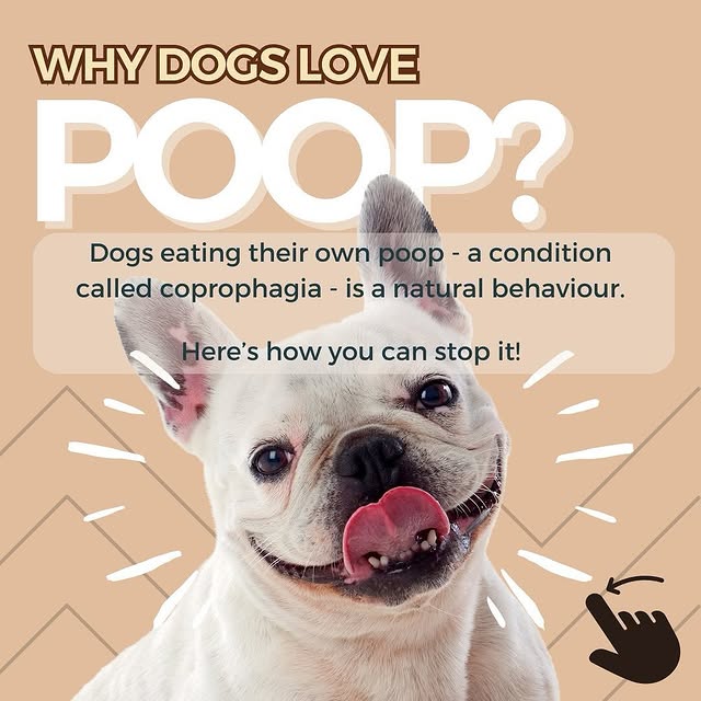 Post by drmomopetsupplies
