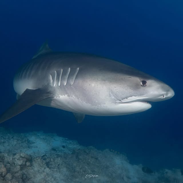 Post by ericdevicente