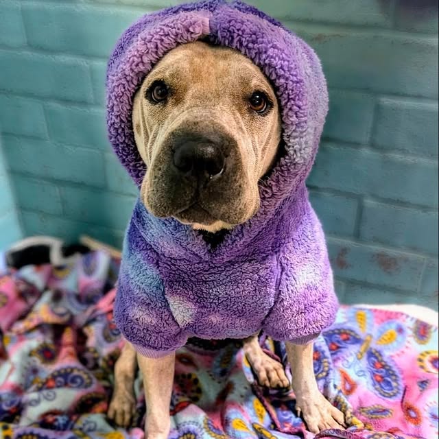 Post by adoptadog_au