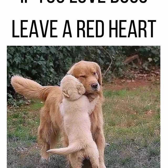 Post by braintrainingdogs_easy