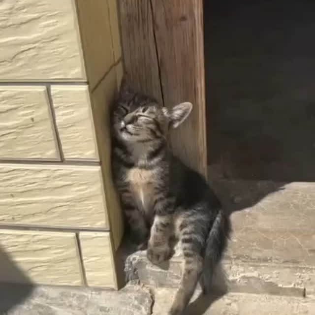 Post by kitty_mittymeow