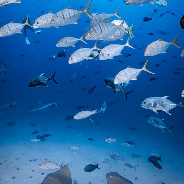 Post by akky_underwater