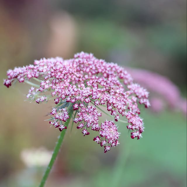 Post by katrins_garten