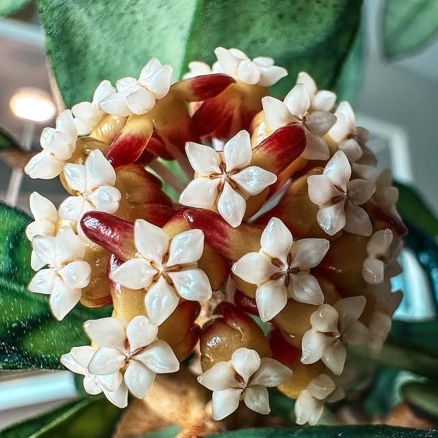 Post by my_plant_haven