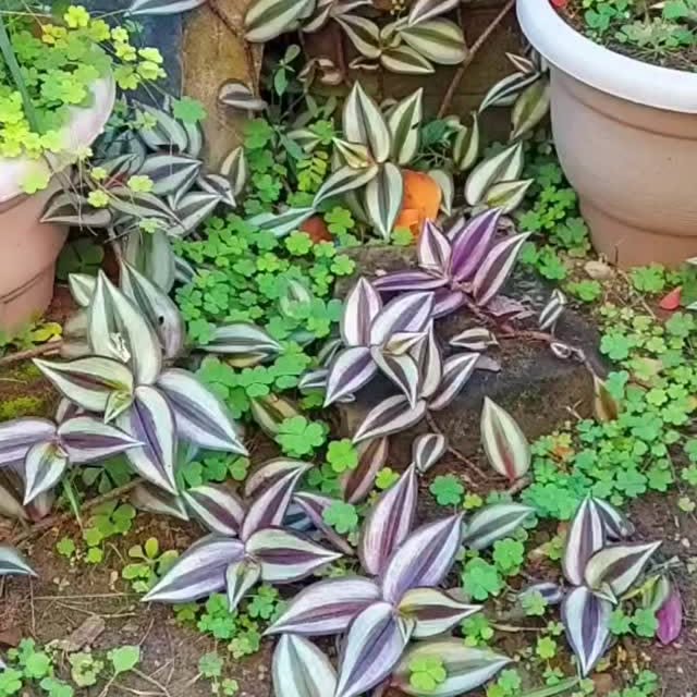 Post by flowerlovers2022