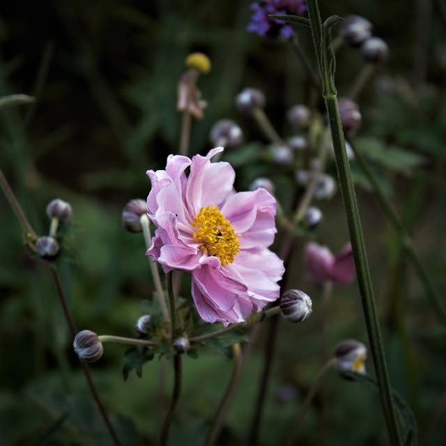 Post by rasalaurinaviciene