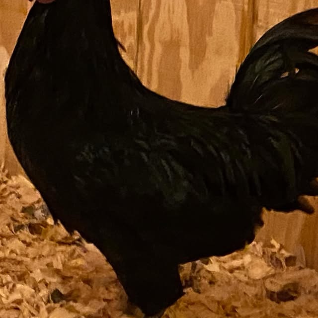 Post by greenhorngrove