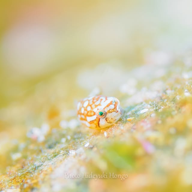 Post by hideyukihongo