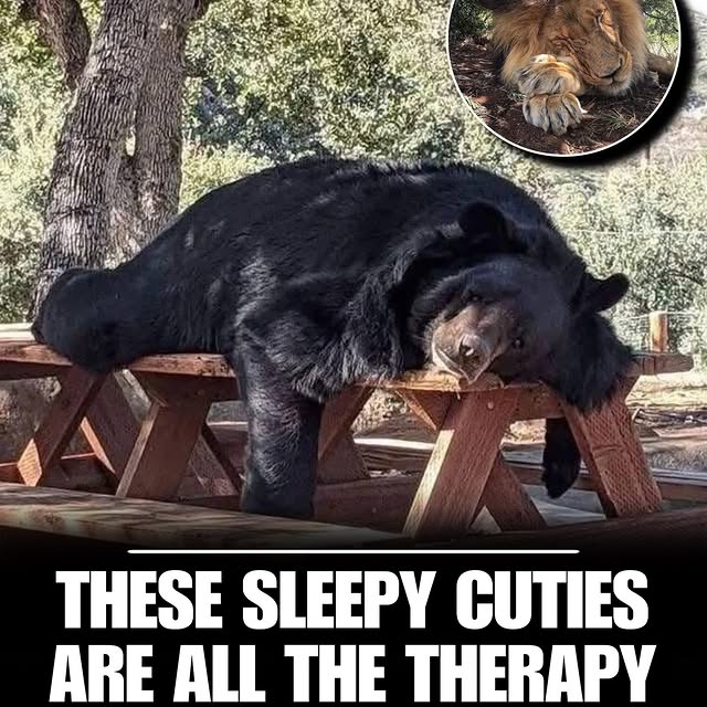 Post by lovinganimals.dg