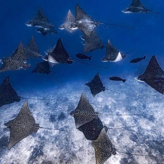 Post by akky_underwater