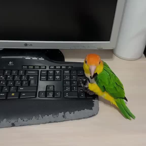 Post by animals_humor_ua