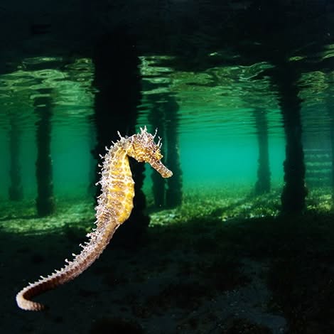 Post by javiermurciarequena