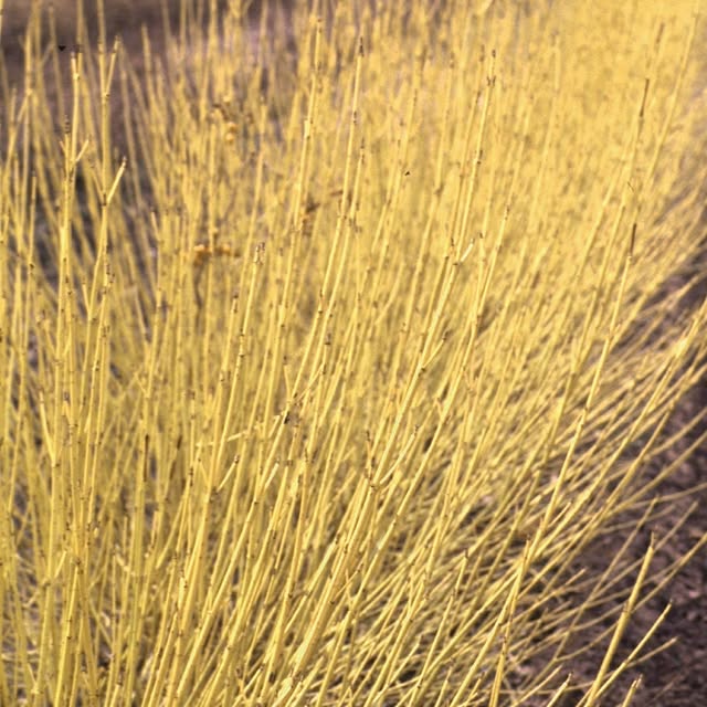 Post by greatgardenplants