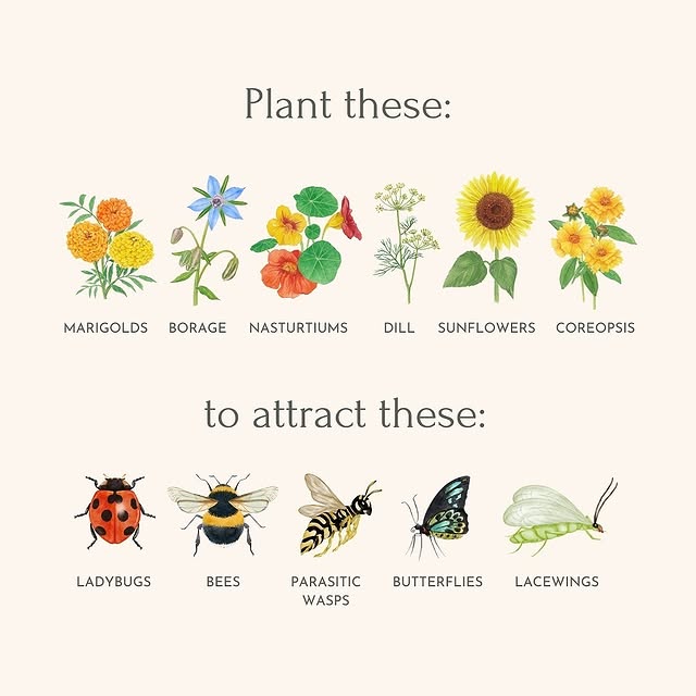 Post by thegoodgarden.co