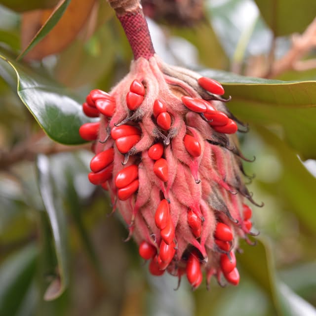 Post by mtcubacenter