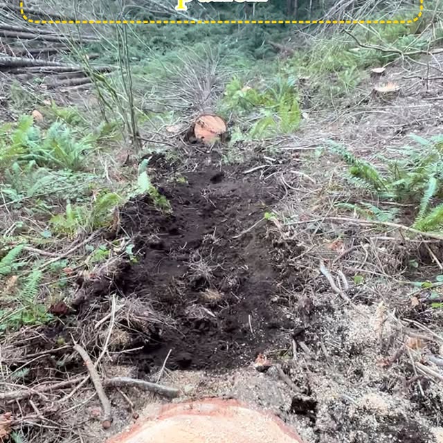 Post by coast_cutter