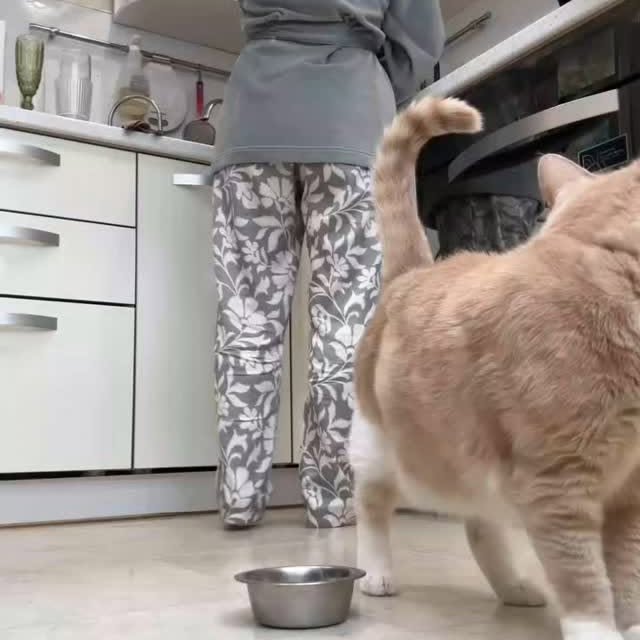 Post by cats_meows_planet