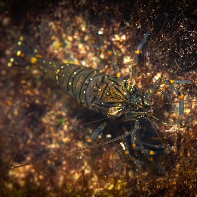 Post by fishportrait