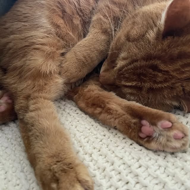 Post by cobblerkittycat