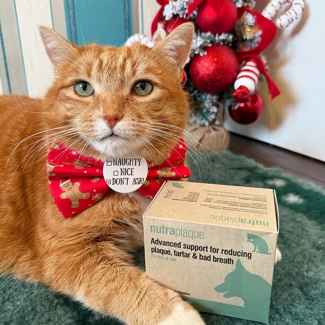 Post by a_ginger_cat_named_rascal