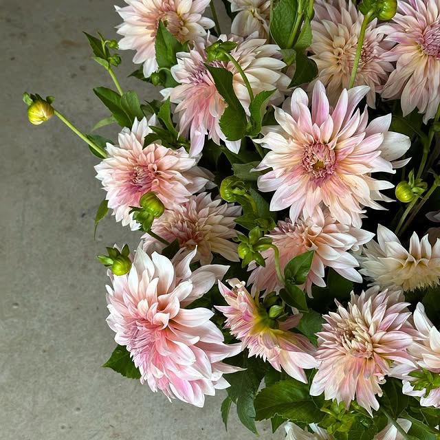 Post by serenada_dahlias