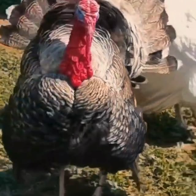 Post by policoro.village