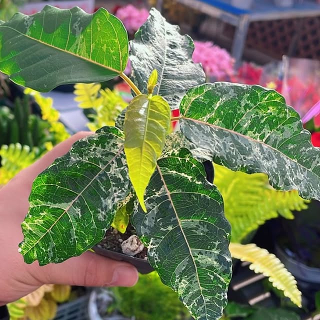 Post by garden_en2022