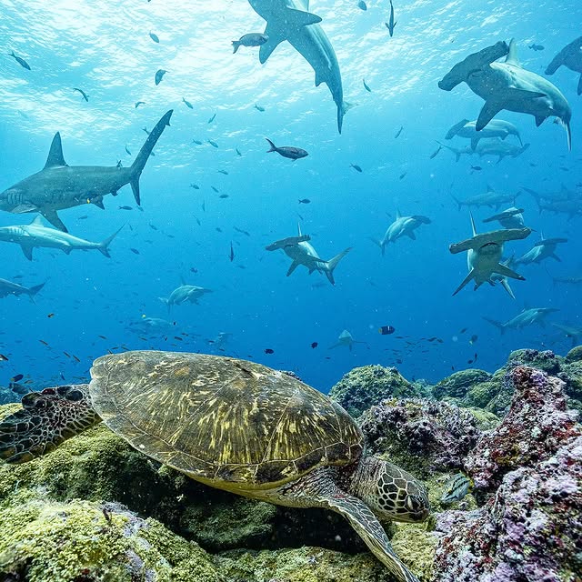 Post by pelayosalinas