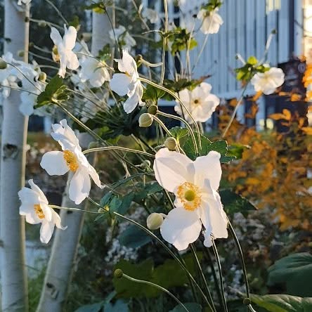 Post by rasalaurinaviciene