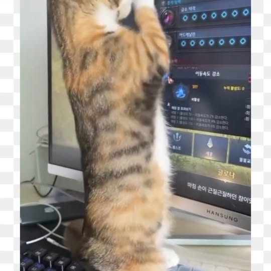 Post by meowcatsscorner