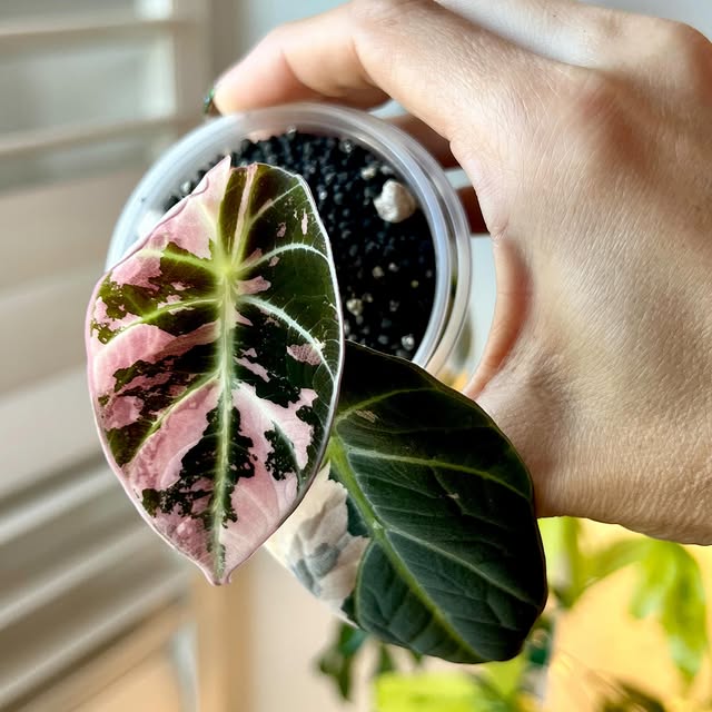 Post by alltheplantys