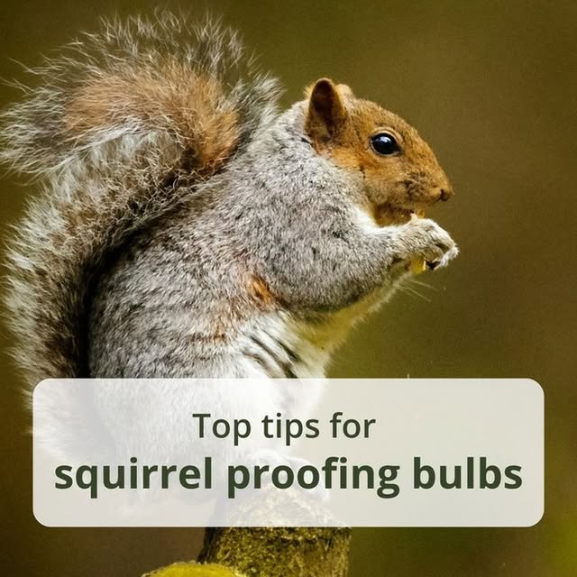 Post by crocus.co.uk