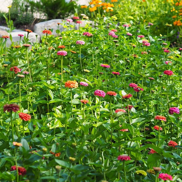 Post by villapelargonia