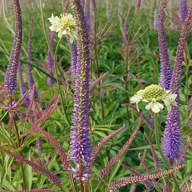 Post by jelle_grintjes