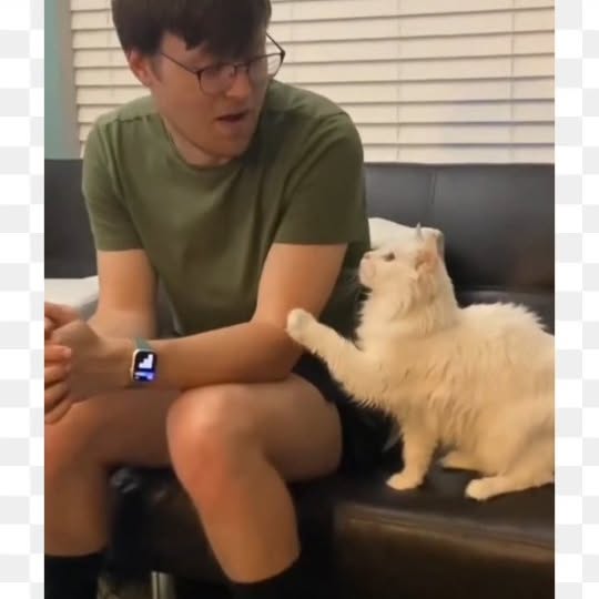 Post by meowcatsscorner