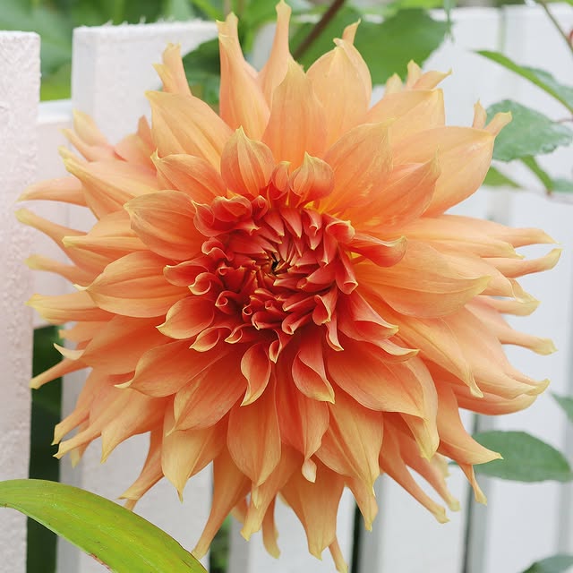 Post by fishtailcottage