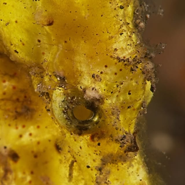 Post by uw.ocean.visuals