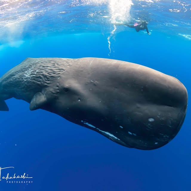 Post by reiko.alice.takahashi