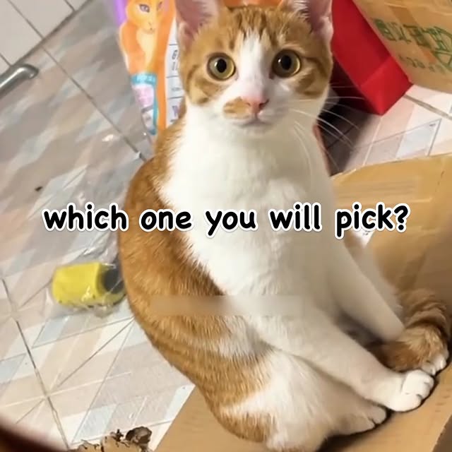 Post by cute.cat.inst