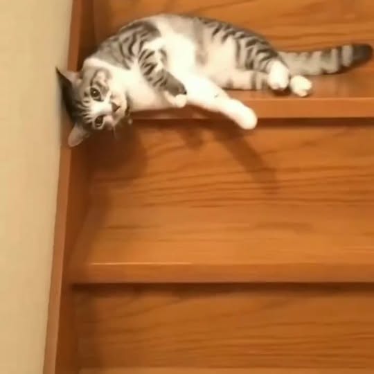 Post by cats_nomad18