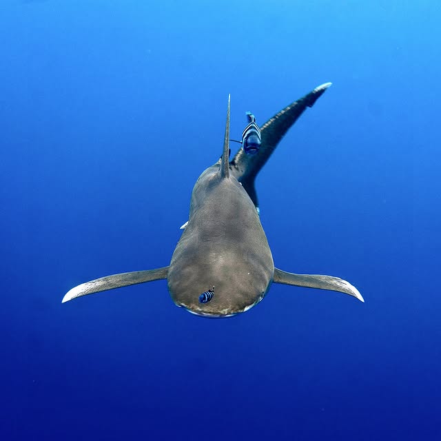 Post by red.biodiving