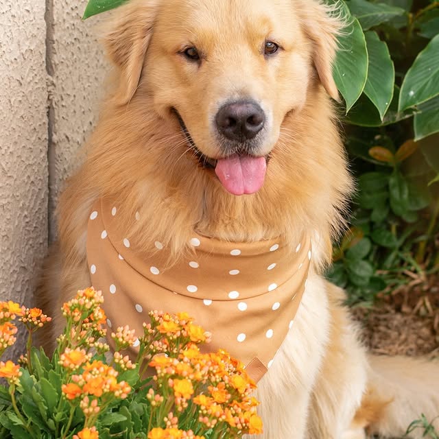 Post by goldenretriever_lotus
